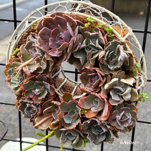 癒される,no green no life,多肉植物のある暮らし,タニク初心者,鳥取県の画像
