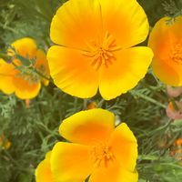 カリフォルニアポピー,カリフォルニアポピー,黄色い花,癒し,オレンジ色の花の画像