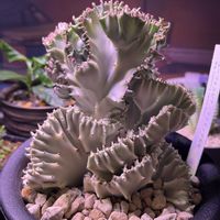 多肉植物の寄植え,多肉植物の寄植え,ユーフォルビアラクティア綴化,箱庭 多肉植物,ディッキア．の画像