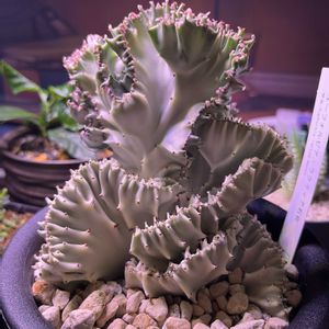 多肉植物の寄植え,多肉植物の寄植え,ユーフォルビアラクティア綴化,箱庭 多肉植物,ディッキア．の画像
