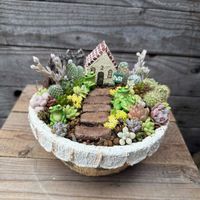 サボテン,箱庭,多肉植物,多肉箱庭,アエオニウム属の画像