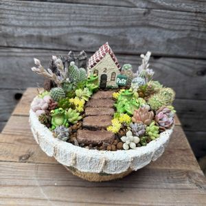 サボテン,箱庭,多肉植物,多肉箱庭,アエオニウム属の画像