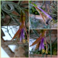 エアープランツ,カプトメデューサ,エアープランツの花の画像