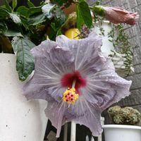 鉢植え,花のある暮らし,楽しみです,私の癒やし,玄関アプローチの画像