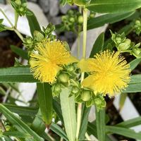 花のある暮らし,大好き♡︎ʾʾ,挿し木から成長,チーム福岡,われら17年組の画像