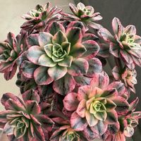 甜茶錦,多肉植物,アエオニウムの画像
