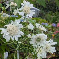 スカビオサ,紫陽花 てまりてまり,紫陽花白寿紅,ピンクレディー(オリエンタルユリ),八重咲苺の画像