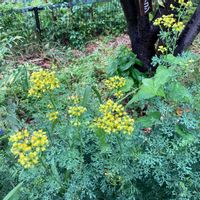 オミナエシの画像