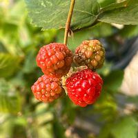 果物,可愛い,花のある暮らし,植物のある暮らし,癒しの時間の画像
