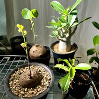 アデニウム,ステファニア ピエレイ,コーデックス, ビカクシダ,ステファニア属の画像
