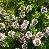 クリーピング タイム,ハーブ,グランドカバー,ピンクの花,マクロ撮影の画像