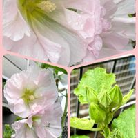 大葉,タチアオイ,青紫蘇,プチトマト,オクラの花の蕾の画像
