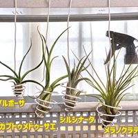 ブルボーサ,ブルボーサ,シルシナータ,シルシナータ,メラノクラテルの画像