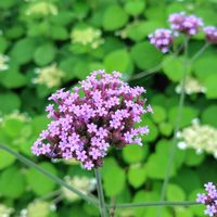 アジサイ,アジサイ,アジサイ,紫陽花,ヤナギハナガサの画像