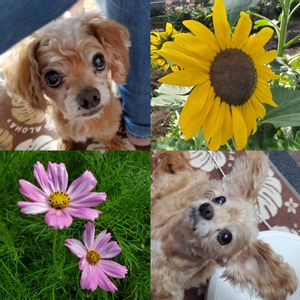 愛犬♡,小品盆栽,ひろしの四季彩々・・・！の画像