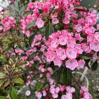 カルミア,花のある暮らし,小さな庭の画像