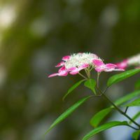 山あじさい,観察,優しい色,静寂,強羅公園の画像