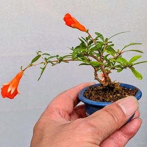 姫ザクロ,盆栽,ミニ盆栽,盆栽苗木,まめ盆栽の画像