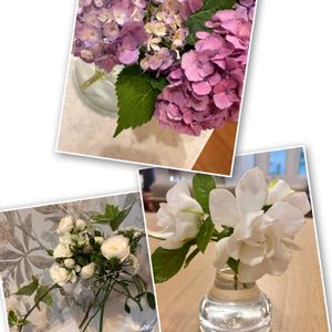 クチナシ,ガーデニア,ガーデニング,リビング,紫陽花 アジサイ あじさいの画像