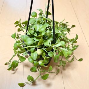 ディスキディア,園芸店,植物棚,植物棚DIY,ハンギングの画像