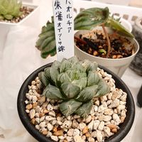 ハオルチア,ハオルチア　朱雀オブツーサ錦,朱雀オブツーサ錦,多肉植物,多肉ちゃんの画像
