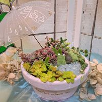多肉植物,かわいい,多肉寄せ植え,タニラー,マダム倶楽部の画像