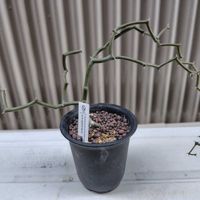 サボテン,紫陽花,紫陽花,アガベ,名前を教えての画像