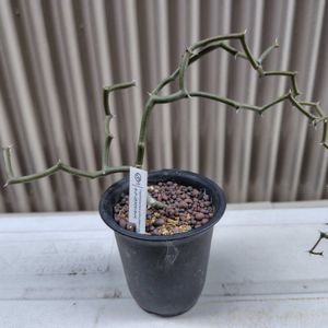 サボテン,紫陽花,紫陽花,アガベ,名前を教えての画像