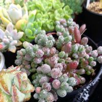 ルビーネックレス,多肉植物,オトンナ属,岩手県の画像