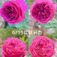 コウリンタンポポ,スカビオサ,宿根草,ストロベリームーン 薔薇,エキナセアパリダの画像