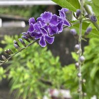 デュランタ,ニオイバンマツリ,紫陽花 てまりてまり,セイバンモロコシ,紫陽花が好き♡の画像
