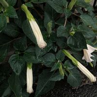 チョウセンアサガオ,ハンドメイド,雨に輝く,お出かけ先の画像