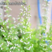 カラミンサ,カラミンサ・ネペタの画像