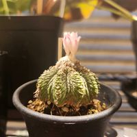 サボテン,ロフォフォラ 銀冠玉,アズテキウム・花籠,アズテキウム・花籠,ロフォフォラ銀冠玉の画像