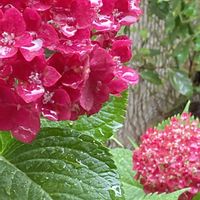多肉植物,雨粒,紫陽花 アジサイ あじさい,花のある暮らし,緑のある暮らしの画像