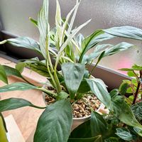 スパティフィラム,観葉植物,ネオレゲリア,インテリアグリーン,緑は癒しの画像