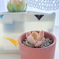 エケベリア,シャビアナペレグリナ,多肉植物,エケベリア属,平和を願う☆の画像