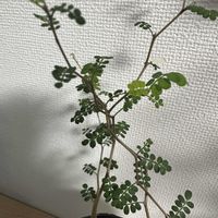 ソフォラ　リトルベイビーの画像