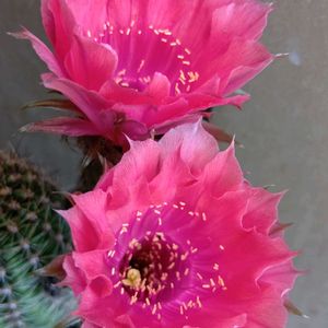 サボテン,ロビビオプシス,ロビビオプシス,花サボテンの画像