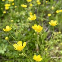 スズラン,ウマノアシガタ,ニホンスズラン,山野草,山歩きの画像