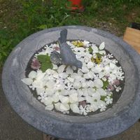 お花の画像