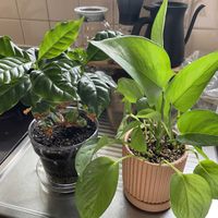 ポトス,コーヒーの木,多肉植物,観葉植物,植物のある暮らしの画像