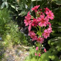 クリンソウ,サンリンソウ,山野草,山歩きの画像