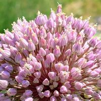 野菜,ニンニク,ニンニクの花,赤紫の花,チーム・ブルーの画像