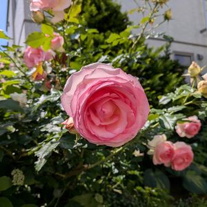 ピエールドゥロンサール,レンガ,花のある暮らし,北海道,イングリッシュガーデンの画像