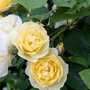 ゴールデンボーダー,花のある暮らし,北海道,イングリッシュガーデン,お庭改造の画像