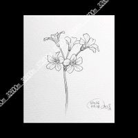 ムラサキカタバミ,OCデッサンの画像