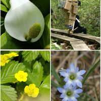 ミズバショウ,過去pic,今日のお花,尾瀬,オソロでトキメキの画像