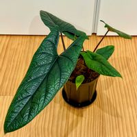 アロカシア　スカルプラム,観葉植物,熱帯植物,サトイモ 科,芋掘りの画像