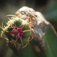 ハオルチア,多肉植物,観葉植物,塊根植物,サボテン科の画像